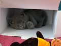 British Shorthair Yavru