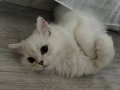 Kedi 3aylık uysal tuvalet eğitimi olan bi yavrumuz 