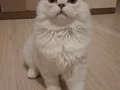 Kedi 3aylık uysal tuvalet eğitimi olan bi yavrumuz 