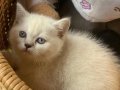 showline yavrularımız