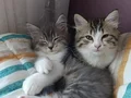 Yavru ikiz kardeş 