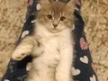 Yavru ikiz kardeş 