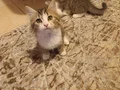 Yavru ikiz kardeş 