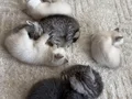 4 tanesini verideyim 