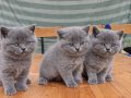 safkan british shorthair miniklerim
