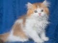 British Long Hair Ny 11 03 Bicolor Safkan Erkek