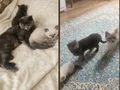 Uygun fiyat oyuncu ev arkadaşı 