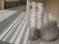 Yeşil gözlü british  longhair 