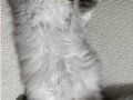 Yeşil gözlü british longhair 