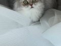 Yeşil gözlü british longhair 