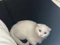 Scottish Fold 4 Aylık erkek bembeyaz