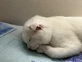 Scottish Fold 4 Aylık erkek bembeyaz