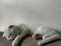 Scottish Fold 4 Aylık erkek bembeyaz