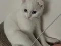 Scottish Fold 4 Aylık erkek bembeyaz