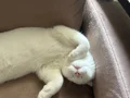 Scottish Fold 4 Aylık erkek bembeyaz