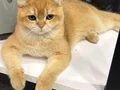 British Gold Kedi 1 yaşında