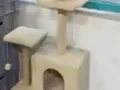 British Gold Kedi 1 yaşında