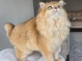 7 aylık safkan British longhair erkek 