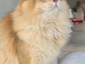 7 aylık safkan British longhair erkek 