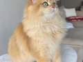 7 aylık safkan British longhair erkek 