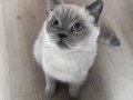 A kalite blue point 