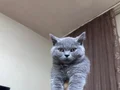 LUNAYA ACİL YUVA OLUR MISUNUZ 