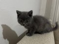 British Shorthair yavru akıllı sıcakkanlı eğitimi var oyuncu