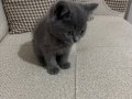 British Shorthair yavru akıllı sıcakkanlı eğitimi var oyuncu