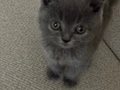 British Shorthair yavru akıllı sıcakkanlı eğitimi var oyuncu