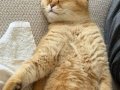 Golden British Shorthair