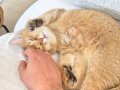 Golden British Shorthair