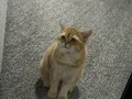 Golden British Shorthair