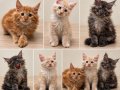 Maine Coon Yavruları, Red, Cream ve Black Smoke