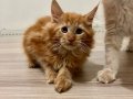 Maine Coon Yavruları, Red, Cream ve Black Smoke