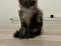 Maine Coon Yavruları, Red, Cream ve Black Smoke