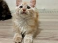 Maine Coon Yavruları, Red, Cream ve Black Smoke