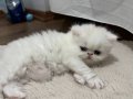 İran kedisi 1,5 aylık
