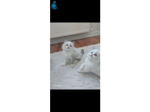 Safkan Ragdoll erkek yavrular