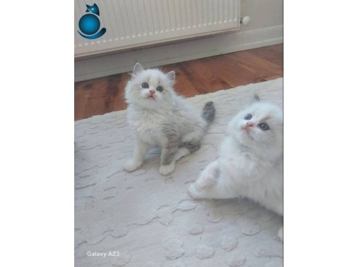 Safkan ragdoll yavrular