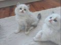 Safkan ragdoll yavrular