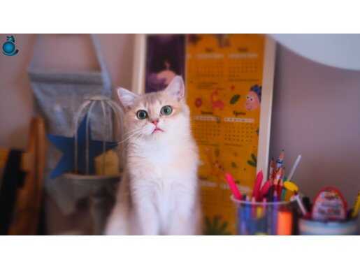 Yetişkin Safkan Full Şecereli Blue Golden