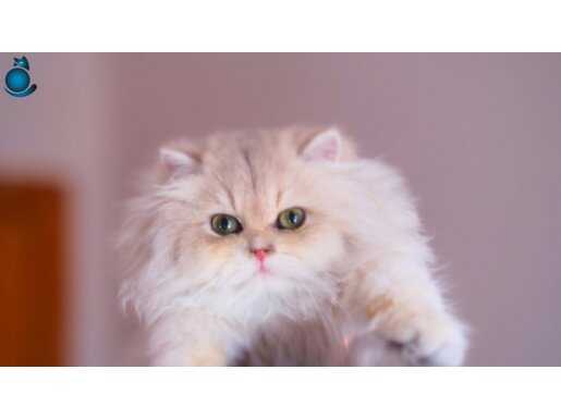 Muhteşem ırk standartlarında ay 12 dişi