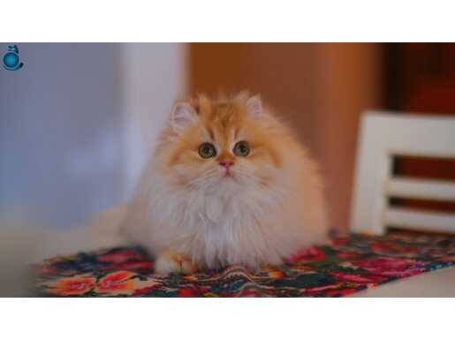 Show class standartlarda by 12 dişi