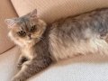 Safkan şecereli anne babadan baba Çin’den geldi muhteşem