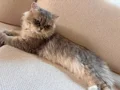 Safkan şecereli anne babadan baba Çin’den geldi muhteşem