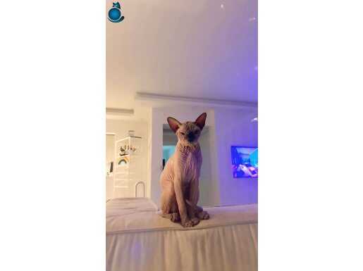Sphynx 1 yaşında erkek