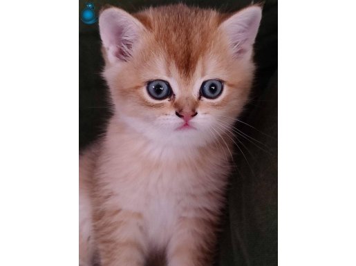 Türkiye güzeli anne babadan safkan british shorthair 