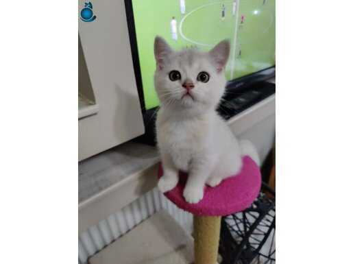 Türkiye güzeli babadan british shorthair 