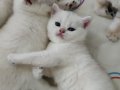 Türkiye güzeli anne babadan safkan british shorthair 