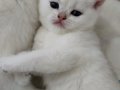 Türkiye güzeli anne babadan safkan british shorthair 